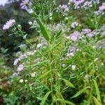 Symphyotrichum novi-belgii Hábito