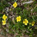 Potentilla erecta Цветок