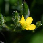 Oxalis stricta 花