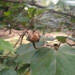 Talipariti tiliaceum Fruit