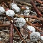Salix discolor Blomma
