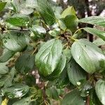 Rhamnus cathartica List