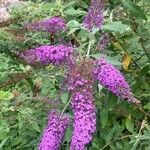 Buddleja japonicaÇiçek