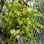 Dendrobium eriiflorum 整株植物