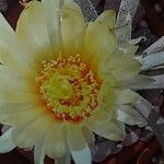 Astrophytum caput-medusae Flor