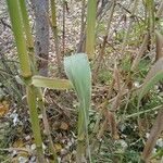 Arundo donax Yaprak