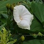 Decalobanthus peltatus Floare