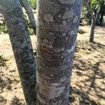 Celtis africana Bark