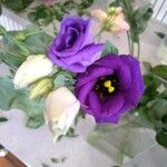 Eustoma exaltatum Fiore