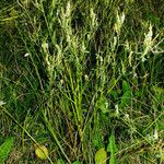 Melilotus albus Habitat