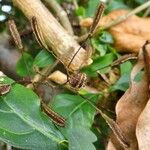 Pisonia aculeata फल
