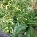 Pelargonium bowkeri Hostoa