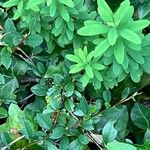 Hypericum hypericoides Листок