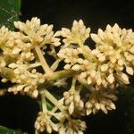 Ardisia standleyana Fruit