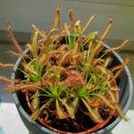 Drosera capensis葉