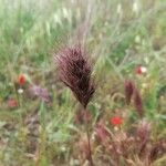 Bromus rubens