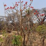 Erythrina abyssinica Habit