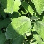 Salvia fruticosa Leaf