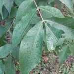 Carya glabra List