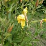 Oenothera villosa 花