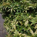 Pieris japonica অভ্যাস