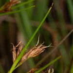 Rhynchospora fusca Fleur