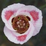 Calochortus venustus Blomst