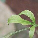 Toddalia asiatica Leaf