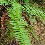 Polystichum munitum叶