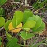 Chrysobalanus icaco Blatt