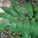 Maianthemum racemosum 葉