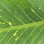 Dieffenbachia oerstedii Leaf