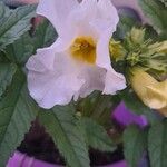 Incarvillea delavayi Flower