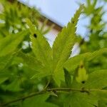 Acer japonicum Ліст