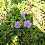 Ruellia ciliatiflora Kukka