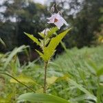 Solanum carolinenseKukka