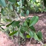 Sideroxylon obtusifolium Leaf