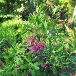 Kalmia angustifolia ফুল