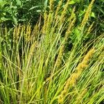 Carex vulpinoidea Hoja
