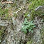 Saxifraga umbrosa Hábito