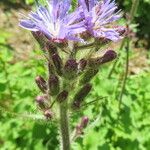 Cicerbita alpina Flower