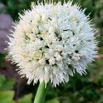 Allium cepa Квітка