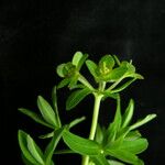 Euphorbia stracheyi Hábito