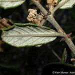 Ceanothus crassifolius Ліст