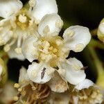 Sorbus californica Kukka