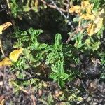 Hypericum balearicum Hoja