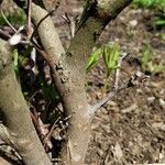 Rhododendron periclymenoides Bark