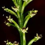 Coilochilus neocaledonicum Hoja