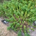 Elsholtzia stauntonii Folla