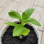Impatiens balsamina Hoja